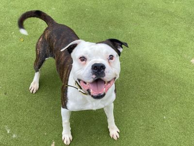 Bromley | American Bulldog | Manchester - 2