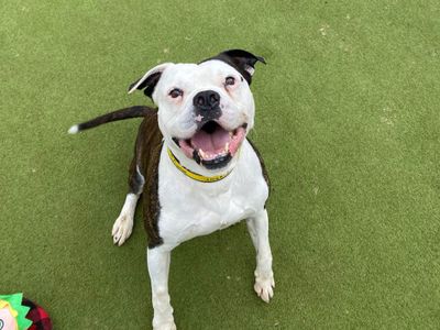 Bromley | American Bulldog | Manchester - 3