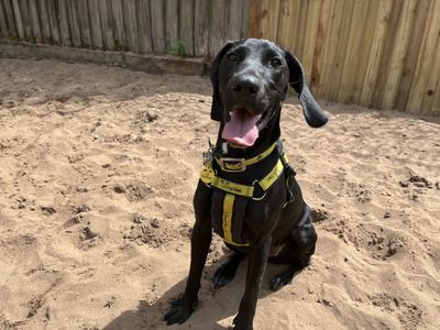 Maya | Weimaraner Cross | Ilfracombe - 5
