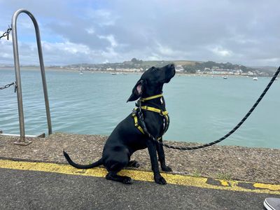Maya | Spaniel (Cocker) Cross | Ilfracombe - 3
