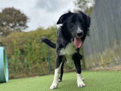 Torvi | Collie (Border) | Shoreham (Sussex) - 3