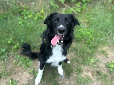 Torvi | Collie (Border) | Shoreham (Sussex) - 5