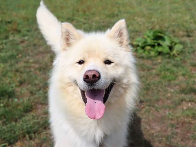 Barley | Alaskan Malamute Cross | Darlington - 2