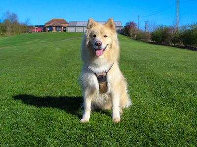 Barley, a 3 years old male Samoyed available for adoption from Dogs Trust in County Durham