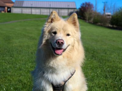 Barley | Samoyed Cross | Darlington - 5