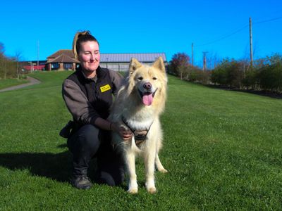 Barley | Samoyed Cross | Darlington - 3