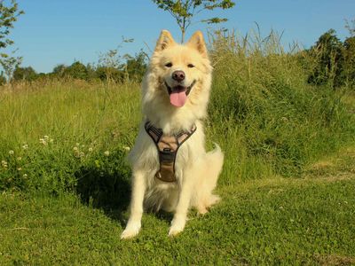 Barley, a 3 years old male Samoyed available for adoption from Dogs Trust in County Durham