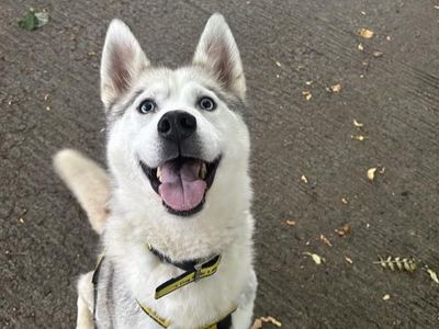 Nova | Siberian Husky | Ballymena (Northern Ireland) - 3