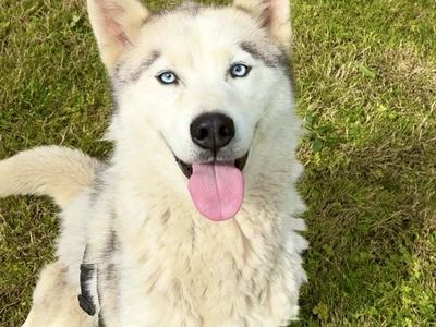 Nova | Siberian Husky | Ballymena (Northern Ireland) - 2