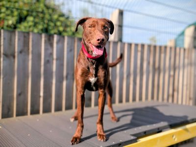 Olly | Retriever (Labrador) Cross | Cardiff - 3