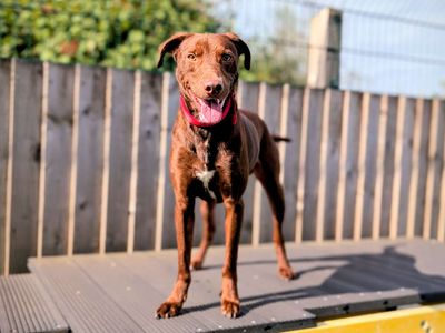 Olly | Retriever (Labrador) Cross | Cardiff - 5