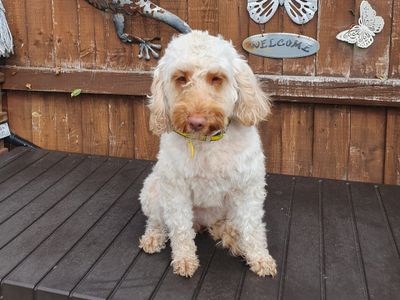 Daisy | Poodle (Standard) Cross | Basildon (Essex) - 3