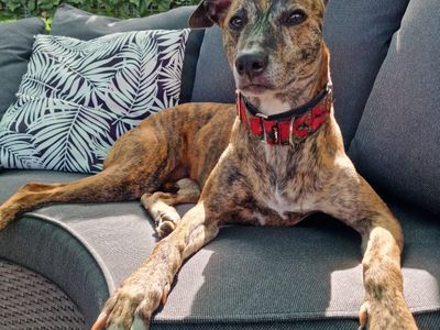 Lexie | Terrier (Staffordshire Bull) Cross | Salisbury (Wiltshire) - 3