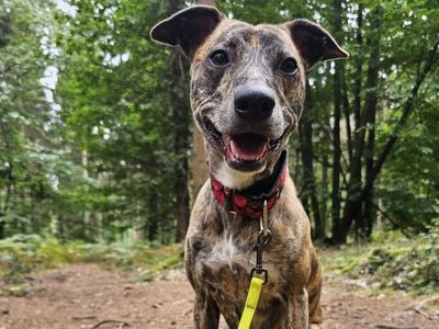Lexie | Terrier (Staffordshire Bull) Cross | Salisbury (Wiltshire) - 1