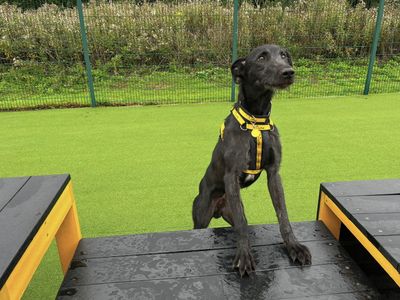 Meeko | Deerhound Cross | Canterbury - 2