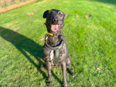 Meeko | Deerhound Cross | Canterbury - 3