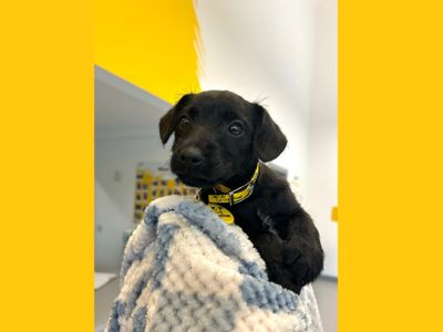 Patricia | Terrier (Patterdale) | Ballymena (Northern Ireland)