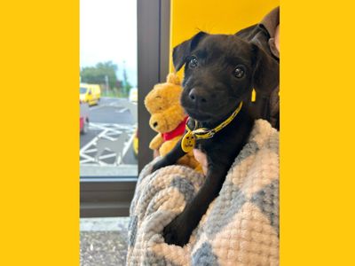 Patricia | Terrier (Patterdale) | Ballymena (Northern Ireland) - 3