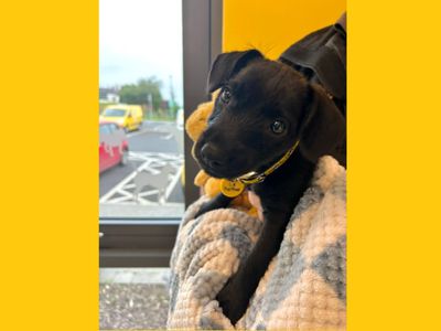 Patricia | Terrier (Patterdale) | Ballymena (Northern Ireland) - 2