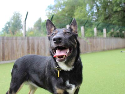 Orla | German Shepherd Dog | Glasgow - 3