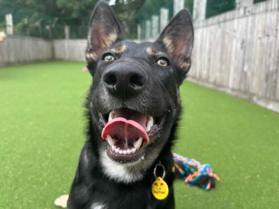 Orla | German Shepherd Dog | Glasgow - 2