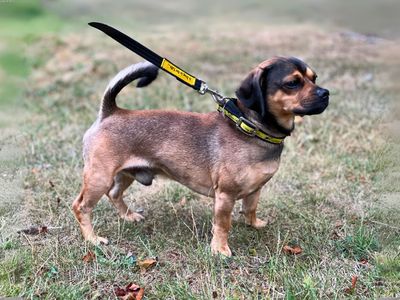 Pugsy | Pug Cross | Salisbury (Wiltshire) - 5