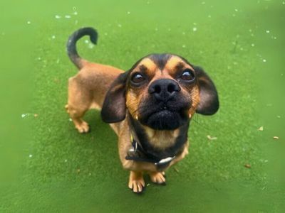 Pugsy | Pug Cross | Salisbury (Wiltshire) - 3