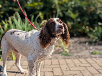 Fenn | Spaniel (English Springer) | Cardiff - 3