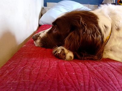 Fenn | Spaniel (English Springer) | Cardiff - 1