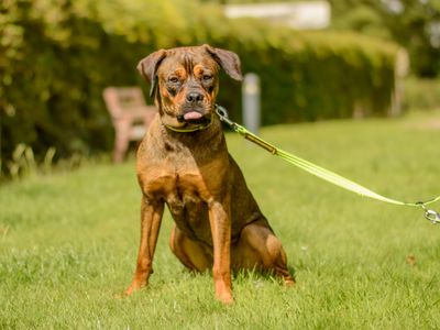 Connie | Crossbreed | Kenilworth (West Midlands) - 5