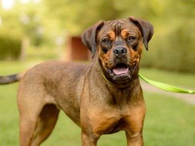 Connie | Crossbreed | Kenilworth (West Midlands) - 3