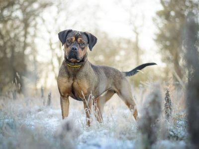 Connie | Crossbreed | Kenilworth (West Midlands) - 5