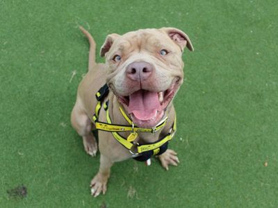Aurora | Terrier (Staffordshire Bull) | Glasgow - 3