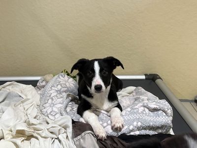 Dom | Collie (Border) Cross | Ballymena (Northern Ireland) - 3