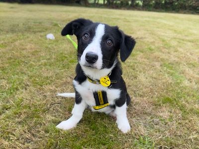 Dom | Collie (Border) Cross | Ballymena (Northern Ireland) - 3