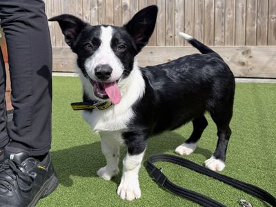 Brian | Collie (Border) Cross | Ballymena (Northern Ireland) - 3