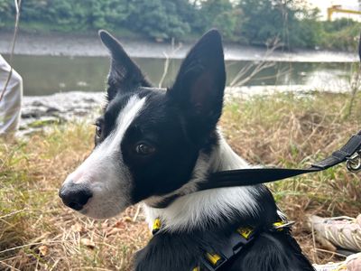 Brian | Collie (Border) Cross | Ballymena (Northern Ireland) - 5