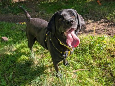 Linda | Retriever (Labrador) | West Calder (Edinburgh) - 3