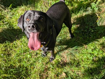 Linda | Retriever (Labrador) | West Calder (Edinburgh) - 2