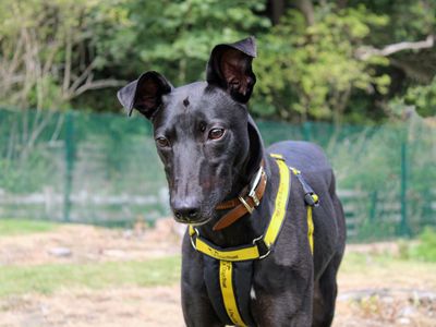 Dog Breeds Lurcher: Discover Unique Traits & Tips