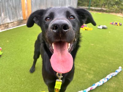 Abby | Retriever (Labrador) Cross | Shoreham (Sussex) - 3