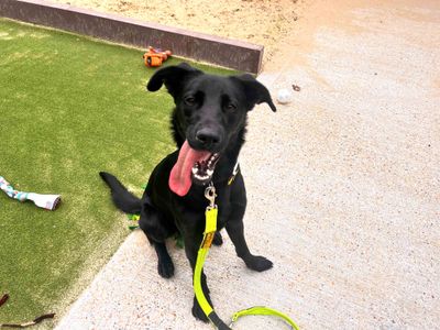 Abby | Retriever (Labrador) Cross | Shoreham (Sussex) - 2