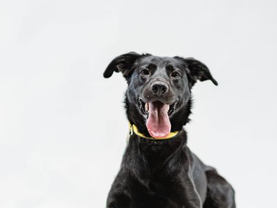 Abby | Retriever (Labrador) Cross | Shoreham (Sussex) - 3