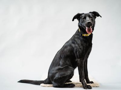 Abby | Retriever (Labrador) Cross | Shoreham (Sussex) - 5