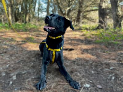 Abby | Retriever (Labrador) Cross | Shoreham (Sussex) - 5