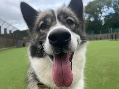 Oreo | Siberian Husky Cross | Glasgow - 3