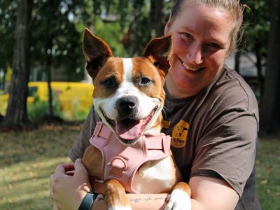 Beauty, a 3 years old female Staffordshire Bull Terrier available for adoption from Dogs Trust in Merseyside