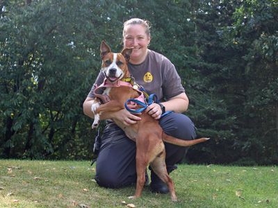 Beauty | Terrier (Staffordshire Bull) | Merseyside (Liverpool) - 5