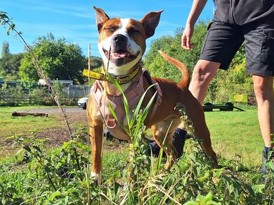 Beauty | Terrier (Staffordshire Bull) | Merseyside (Liverpool) - 3