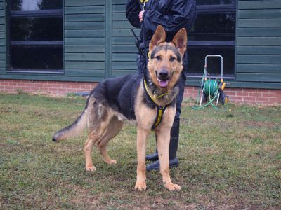 Cosmo | German Shepherd Dog | Harefield West London - 3